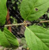 brslen bradavičnatý <i>(Euonymus verrucosus)</i> / Větve a pupeny