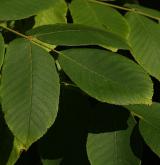 ořešák japonský <i>(Juglans ailanthifolia)</i> / List