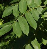 ořešák japonský <i>(Juglans ailanthifolia)</i>