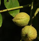 ořešák japonský <i>(Juglans ailanthifolia)</i> / Plod