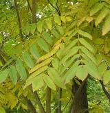 ořešák japonský <i>(Juglans ailanthifolia)</i> / List