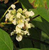 katalpa vejčitá <i>(Catalpa ovata)</i> / Květ/Květenství