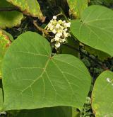 katalpa vejčitá <i>(Catalpa ovata)</i> / Květ/Květenství