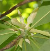 šácholan tříplatečný <i>(Magnolia tripetala)</i> / 