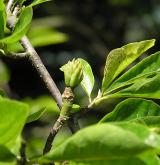 šácholan Soulangeův <i>(Magnolia ×soulangeana)</i> / Větve a pupeny
