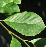 šácholan Soulangeův <i>(Magnolia ×soulangeana)</i> / List