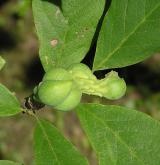 šácholan Soulangeův <i>(Magnolia ×soulangeana)</i> / Plod