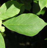 šácholan Soulangeův <i>(Magnolia ×soulangeana)</i>