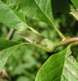 šácholan Soulangeův <i>(Magnolia ×soulangeana)</i> / Větve a pupeny