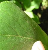 šácholan Soulangeův <i>(Magnolia ×soulangeana)</i> / List