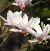 šácholan Soulangeův <i>(Magnolia ×soulangeana)</i> / Květ/Květenství