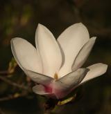 šácholan Soulangeův <i>(Magnolia ×soulangeana)</i> / Květ/Květenství