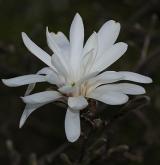 šácholan hvězdovitý <i>(Magnolia stellata)</i>