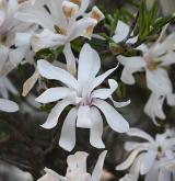 šácholan hvězdovitý <i>(Magnolia stellata)</i> / Květ/Květenství