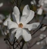 šácholan hvězdovitý <i>(Magnolia stellata)</i> / Květ/Květenství