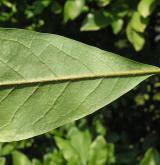 šácholan hvězdovitý <i>(Magnolia stellata)</i> / List