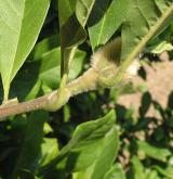 šácholan hvězdovitý <i>(Magnolia stellata)</i> / Větve a pupeny