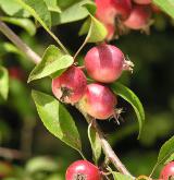 jabloň Sieversova <i>(Malus sieversii)</i> / 
