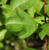jabloň Sargentova <i>(Malus sargentii)</i> / 