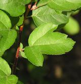 jabloň Sargentova <i>(Malus sargentii)</i> / 
