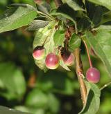 jabloň Sargentova <i>(Malus sargentii)</i> / 