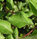 jabloň Sargentova <i>(Malus sargentii)</i> / 