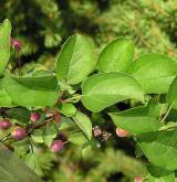 jabloň Sargentova <i>(Malus sargentii)</i> / 