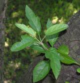 jabloň Sieboldova <i>(Malus sieboldii)</i> / 