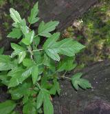 jabloň Sieboldova <i>(Malus sieboldii)</i> / 