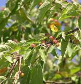 jabloň Sieboldova <i>(Malus sieboldii)</i> / 