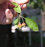 jabloň Sieboldova <i>(Malus sieboldii)</i> / 