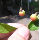 jabloň Sieboldova <i>(Malus sieboldii)</i> / 