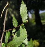 zelkova habrolistá <i>(Zelkova carpinifolia)</i> / Plod