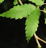 zelkova habrolistá <i>(Zelkova carpinifolia)</i> / List
