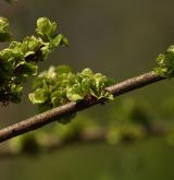 jilm habrolistý <i>(Ulmus minor)</i> / Plod