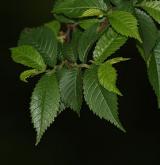 jilm nejkrásnější <i>(Ulmus ×elegantissima)</i> / 