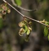 jilm vaz <i>(Ulmus laevis)</i>