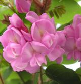 trnovník huňatý <i>(Robinia hispida)</i> / Květ/Květenství