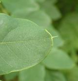 trnovník huňatý <i>(Robinia hispida)</i> / List