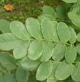 trnovník huňatý <i>(Robinia hispida)</i> / List