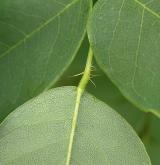trnovník huňatý <i>(Robinia hispida)</i> / List