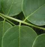 trnovník huňatý <i>(Robinia hispida)</i> / List