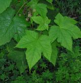 ostružiník vonný <i>(Rubus odoratus)</i> / List