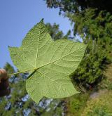 ostružiník vonný <i>(Rubus odoratus)</i> / List