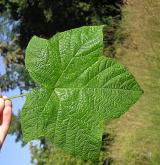 ostružiník vonný <i>(Rubus odoratus)</i> / List