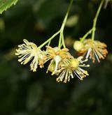 lípa velkolistá <i>(Tilia platyphyllos)</i> / Květ/Květenství