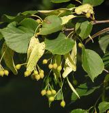 lípa srdčitá <i>(Tilia cordata)</i> / Plod