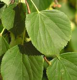 lípa srdčitá <i>(Tilia cordata)</i> / List