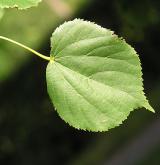 lípa srdčitá <i>(Tilia cordata)</i> / List