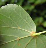 lípa srdčitá <i>(Tilia cordata)</i> / List